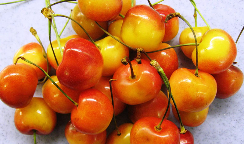 Cherry vàng Canada ở Hà Nội
