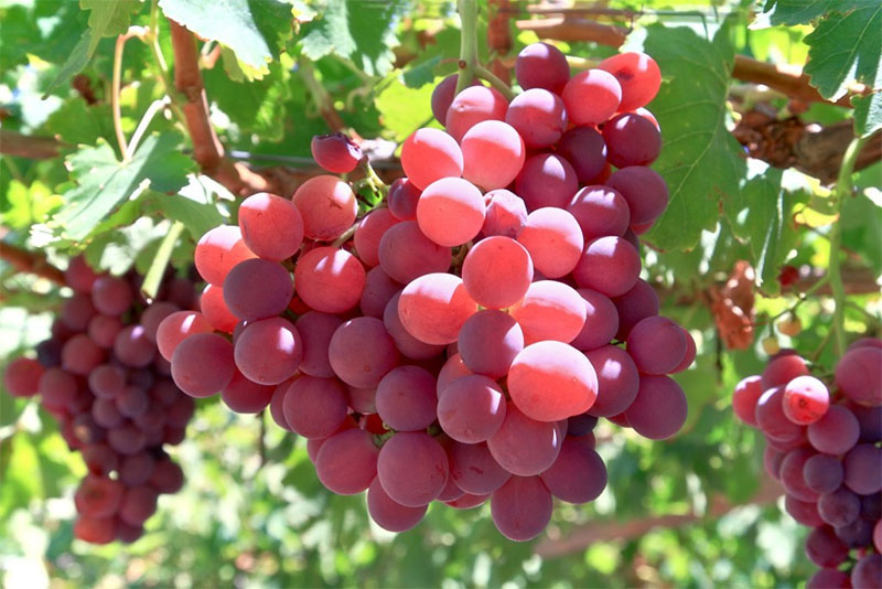 Trái nho đỏ Crimson Úc