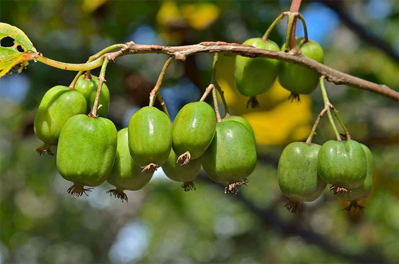 Kiwiberry New Zealand tại vườn